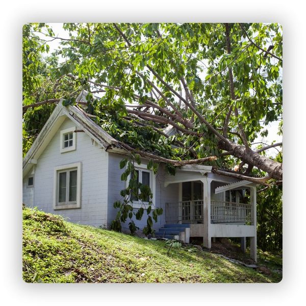 Tree falling onto roof