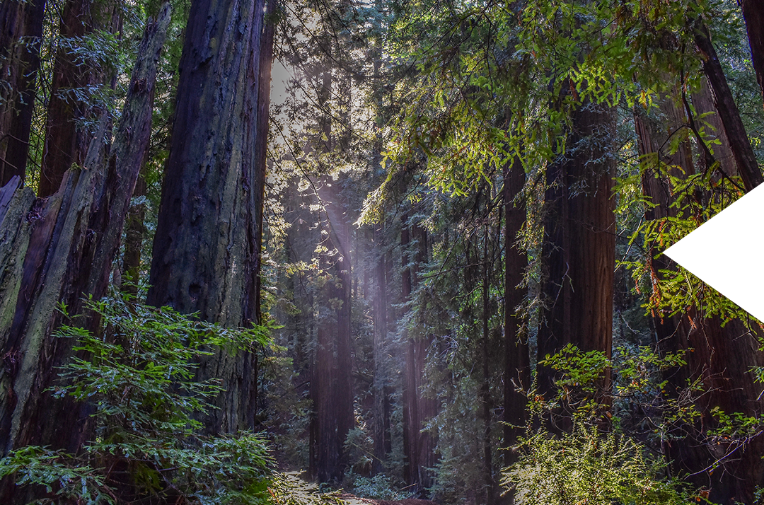 img_muirwoods.png