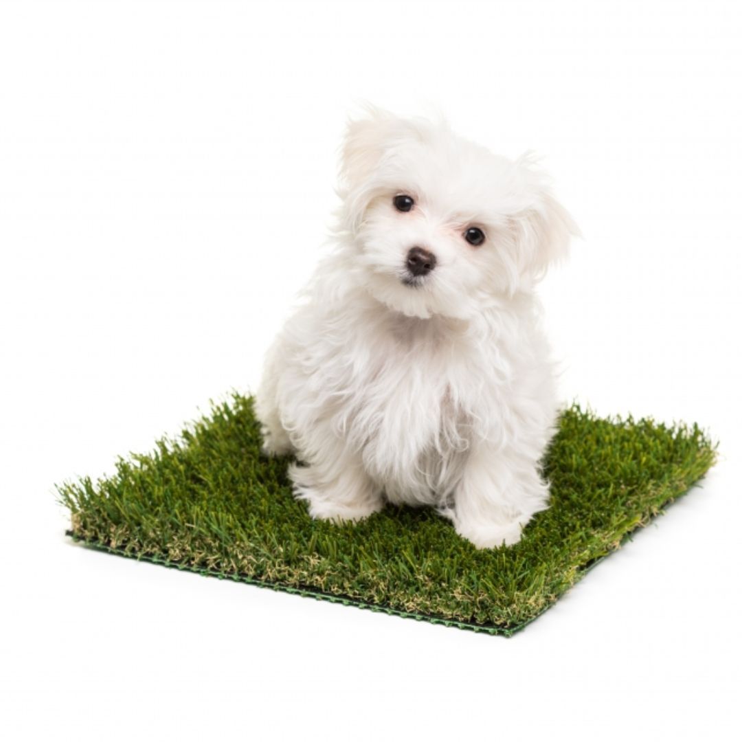 white dog sitting on turf grass