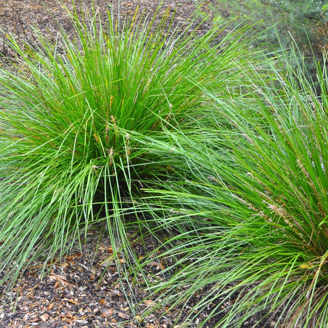 ornamental grass