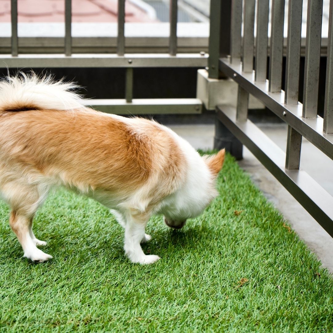 Dog on artificial turf