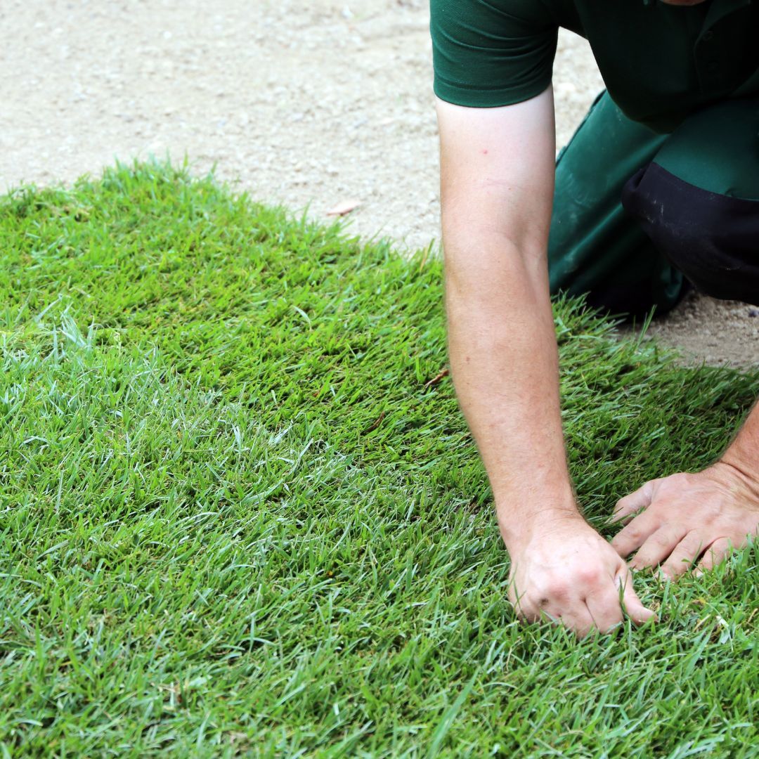 person installing turf grass