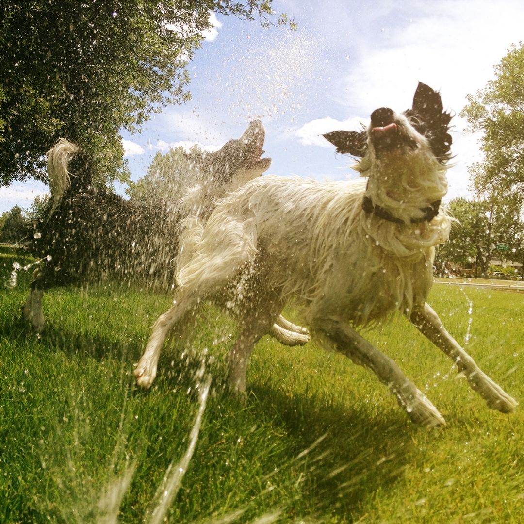 Dog running through sprinkler