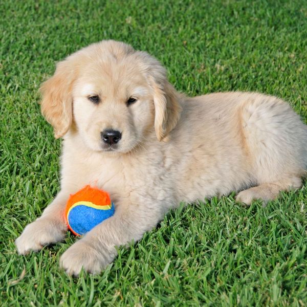 puppy on artificial turf