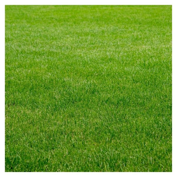 artificial turf