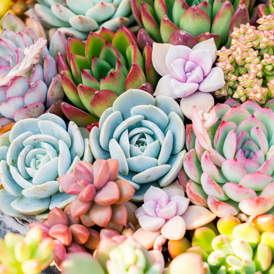 Colorful Succulents