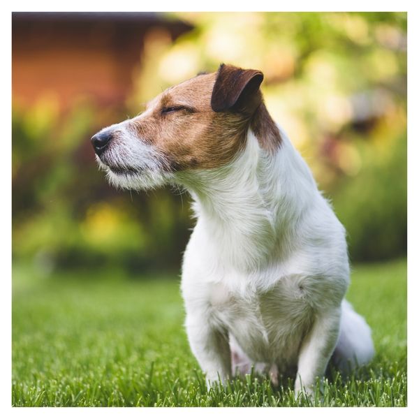 dog sitting on turf