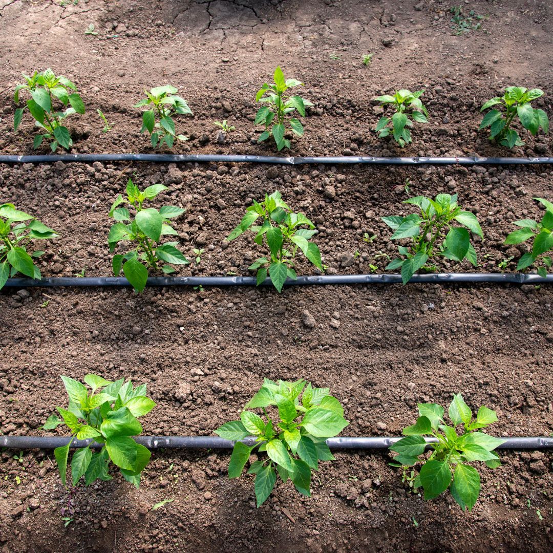 plants watered with drip line