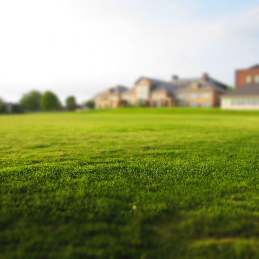 An image of lush, green grass.