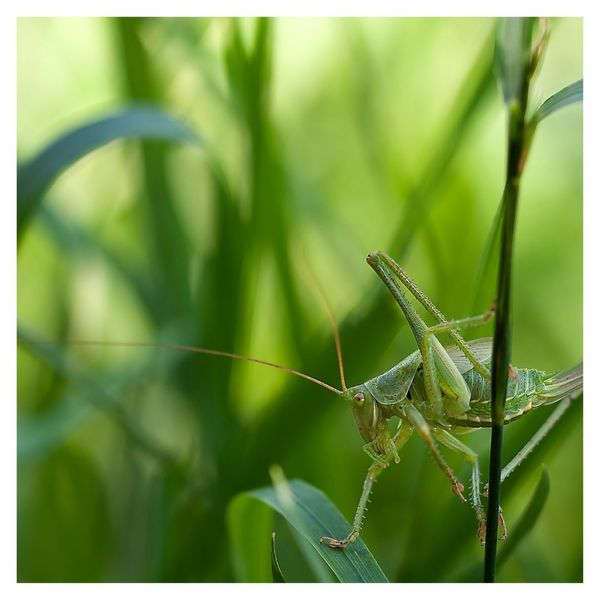 grasshopper 