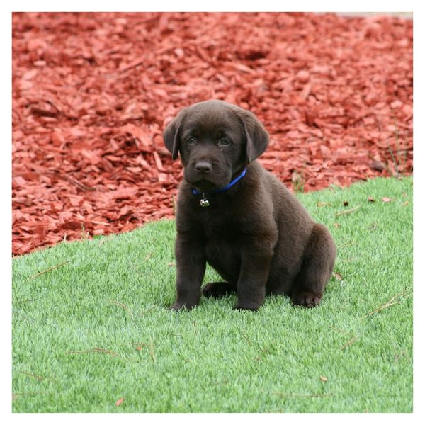 dog sitting on turf