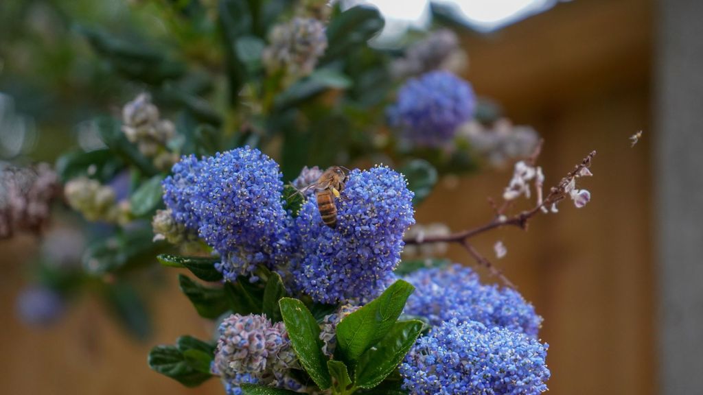 bee on California lilacs