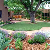 LavenderTurf-5d7fa650e4f14.jpg