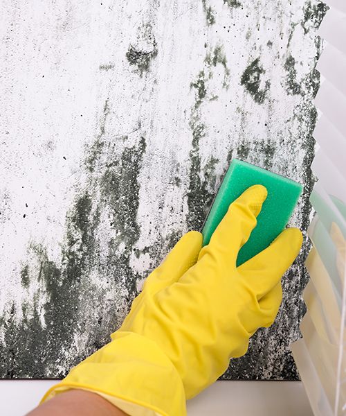 A person cleaning mold with a sponge