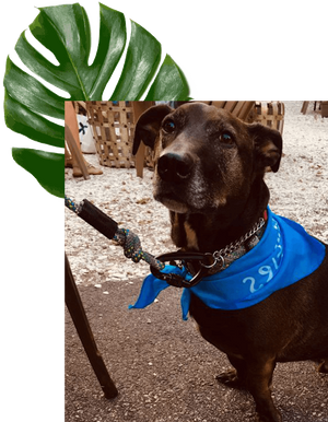 lab with blue bandana