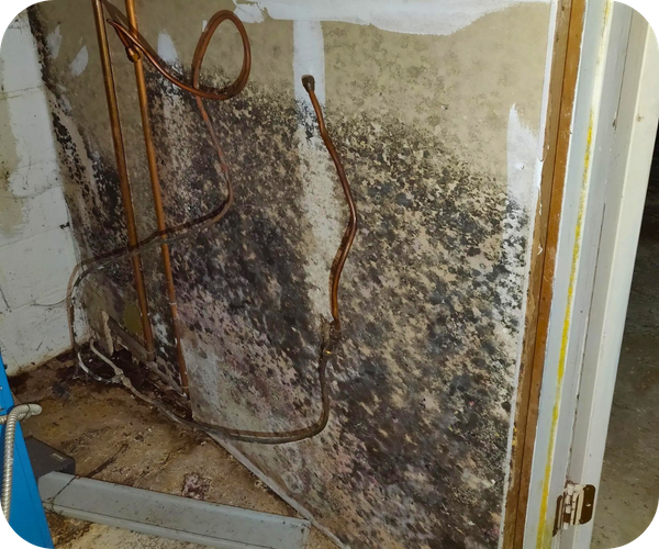 Severe mold growth on a wall with exposed pipes and damaged drywall.