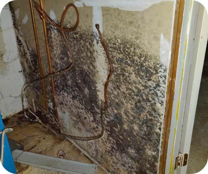 Severe mold growth on a wall with exposed pipes and damaged drywall.