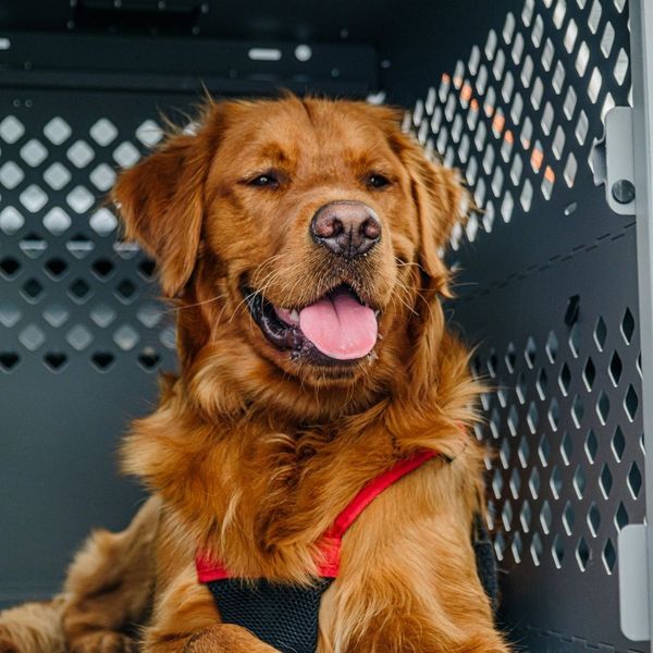 golden lab in a crate