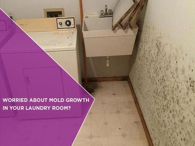 Worried-About-Mold-Growth-In-Your-Laundry-Room.jpg