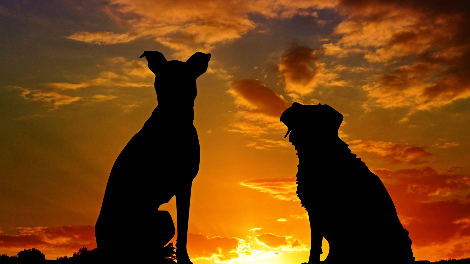 Two dog silhouettes at sunset