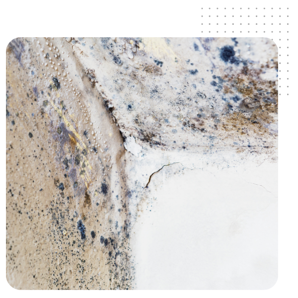 Mold (1).png