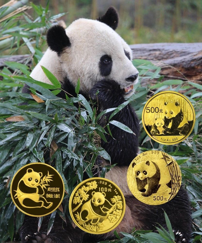 A composite image featuring a live giant panda in a bamboo forest with four different gold Chinese Panda coins overlaid in the foreground, showing various panda designs and denominations.