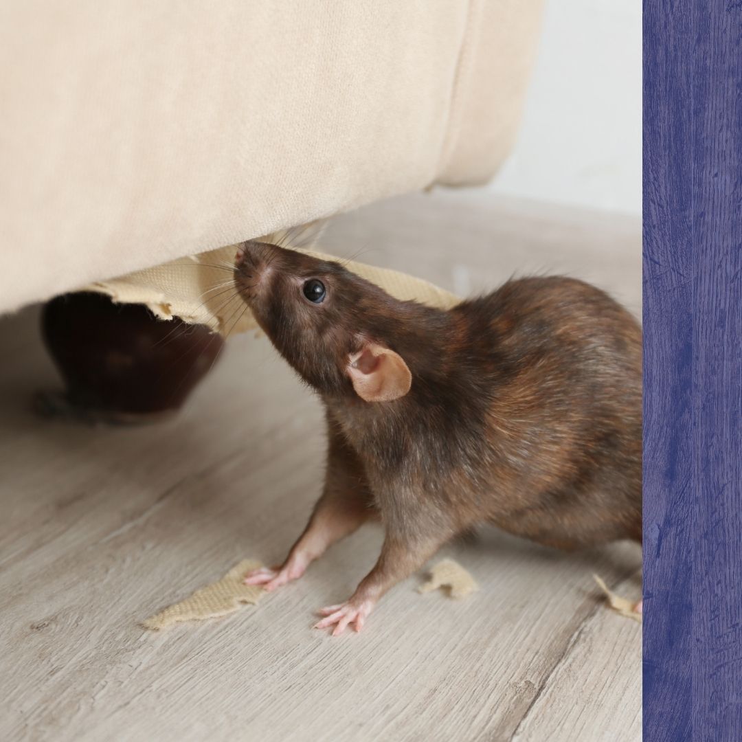 Pest Control Metheun - 1.jpg