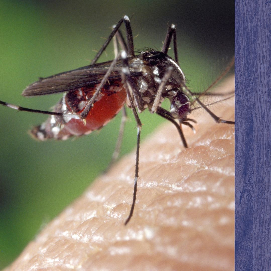 mosquito biting skin