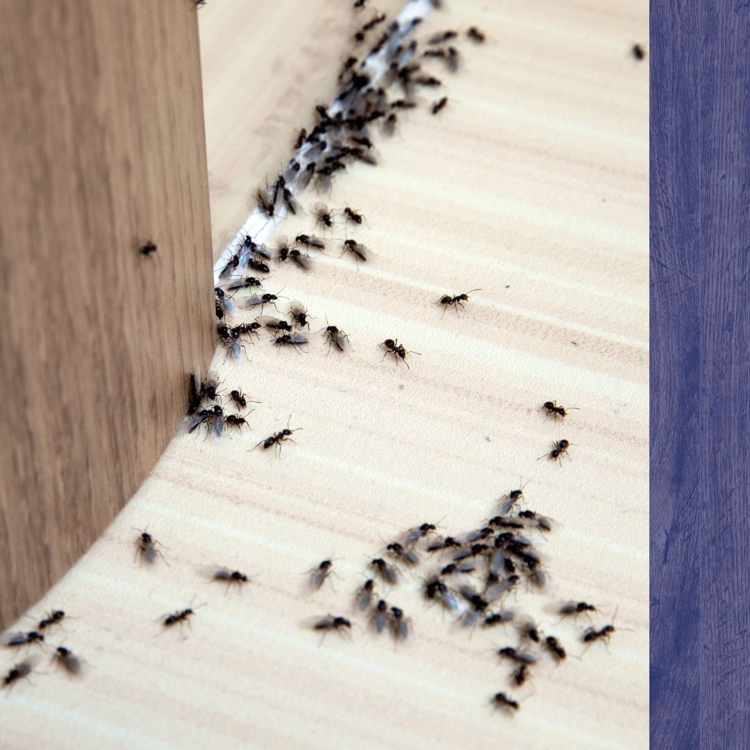 Ant Control Metheun - 1.jpg