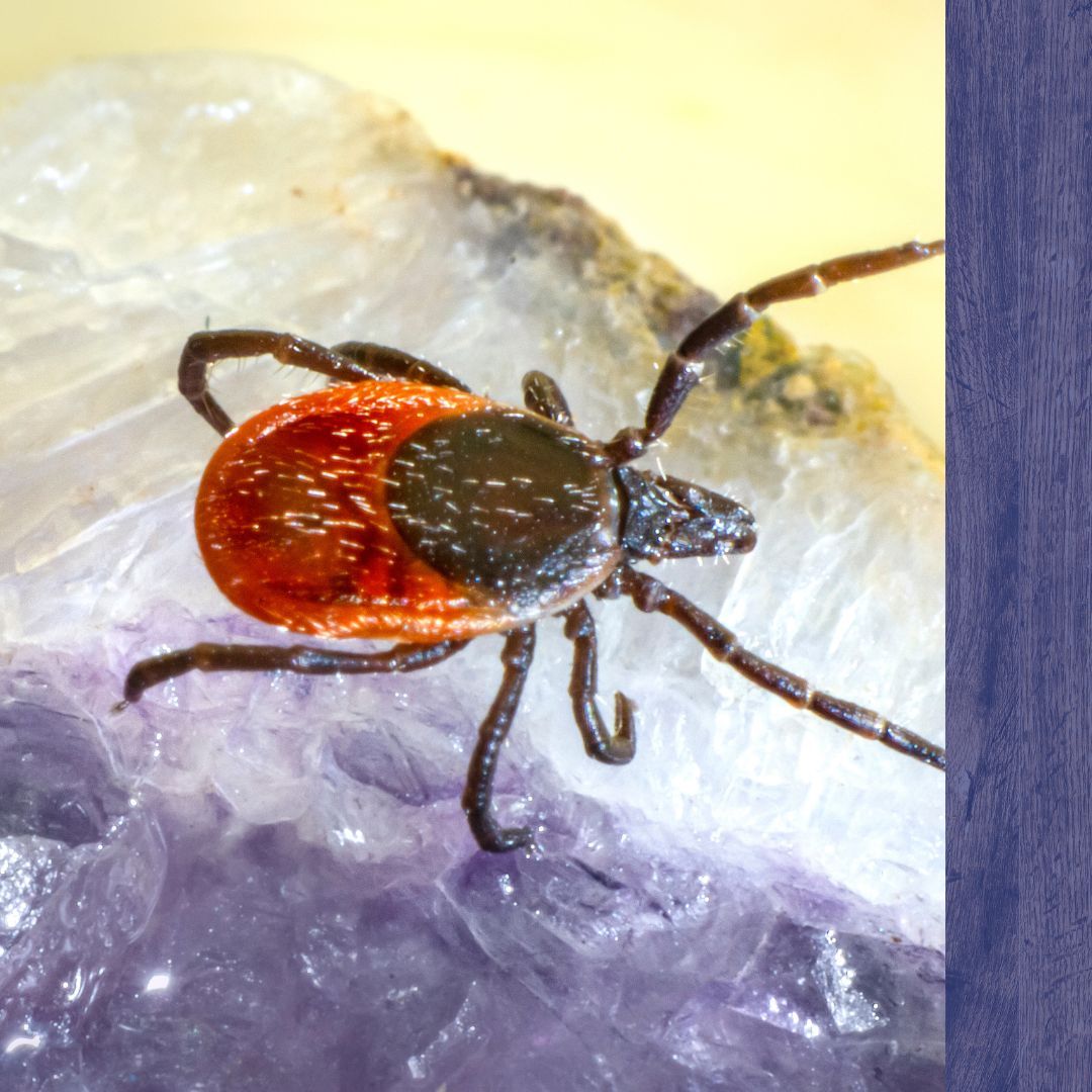 tick crawling