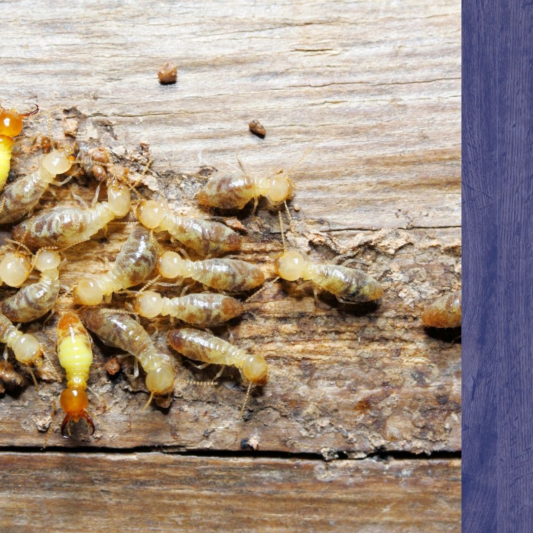 Pest Control Metheun - 3.jpg