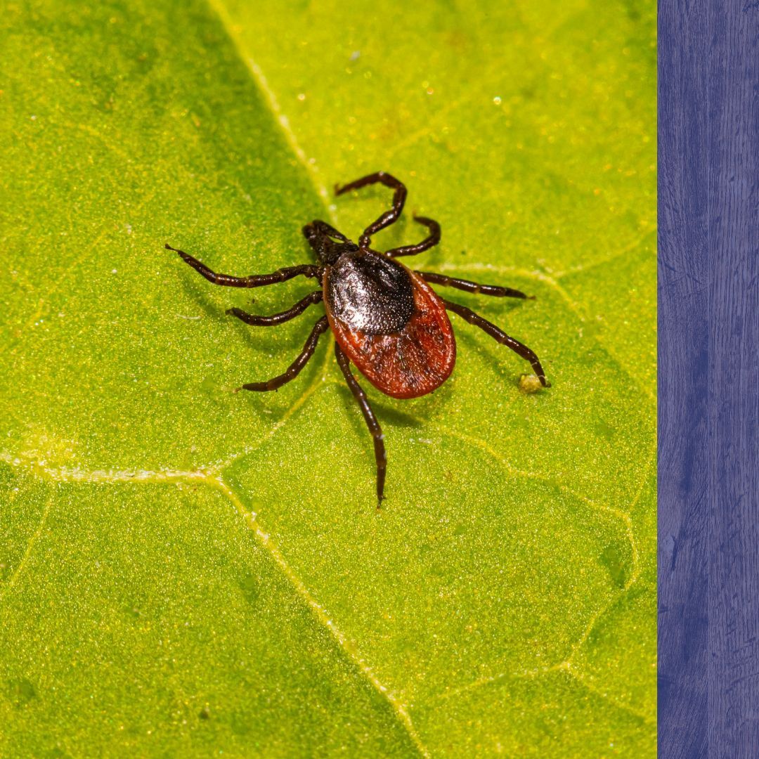 tick on leaf tick on leaf