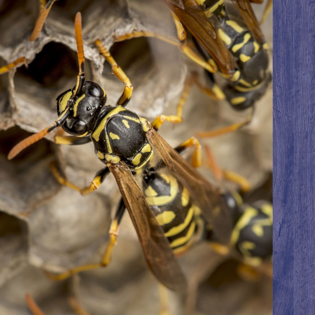 Wasp Control 3.png