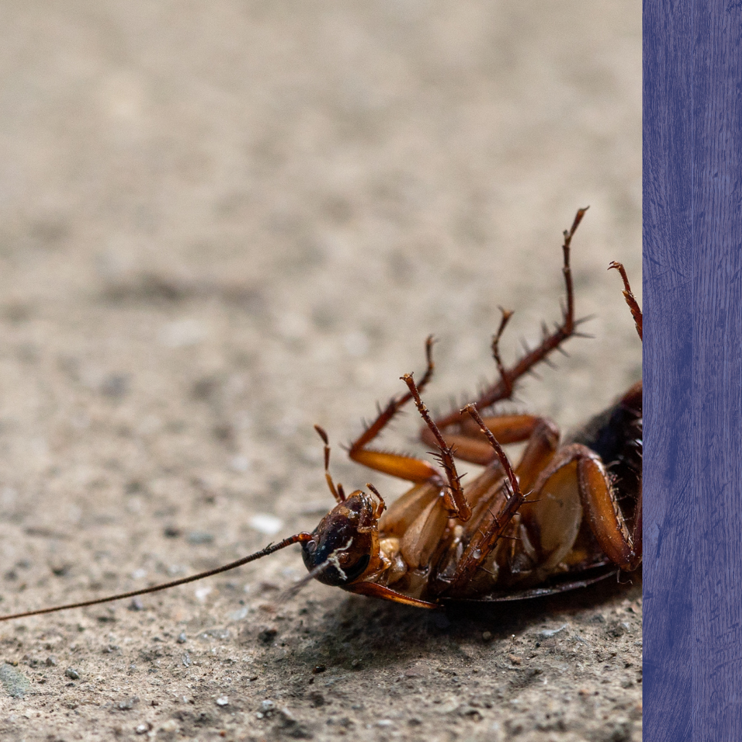 Pest Control Rackett, MA 3.png