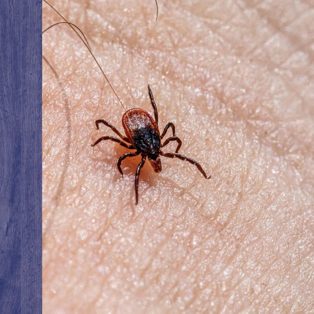 tick on skin