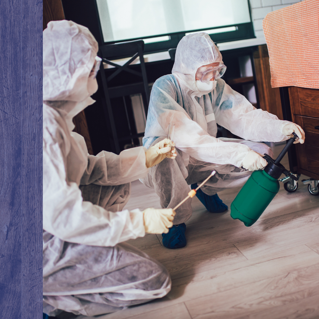 Bed Bug Extermination 2.png