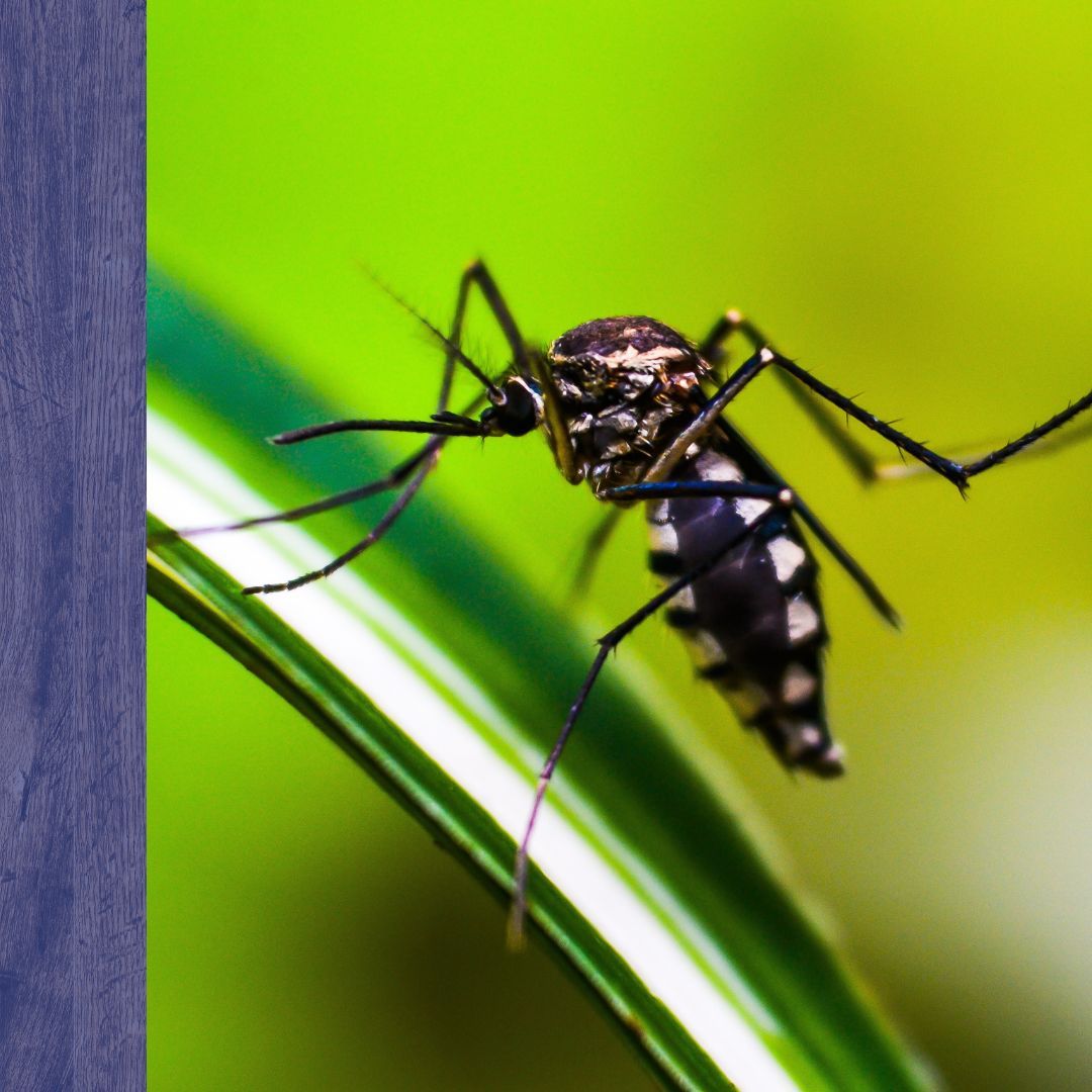mosquito on leaf