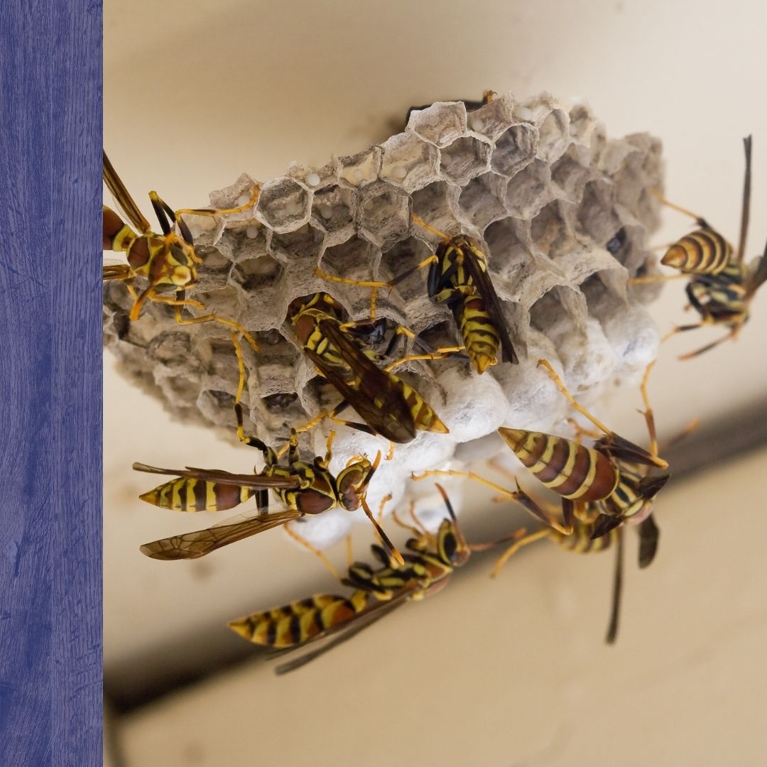 Pest Control Metheun - 2.jpg