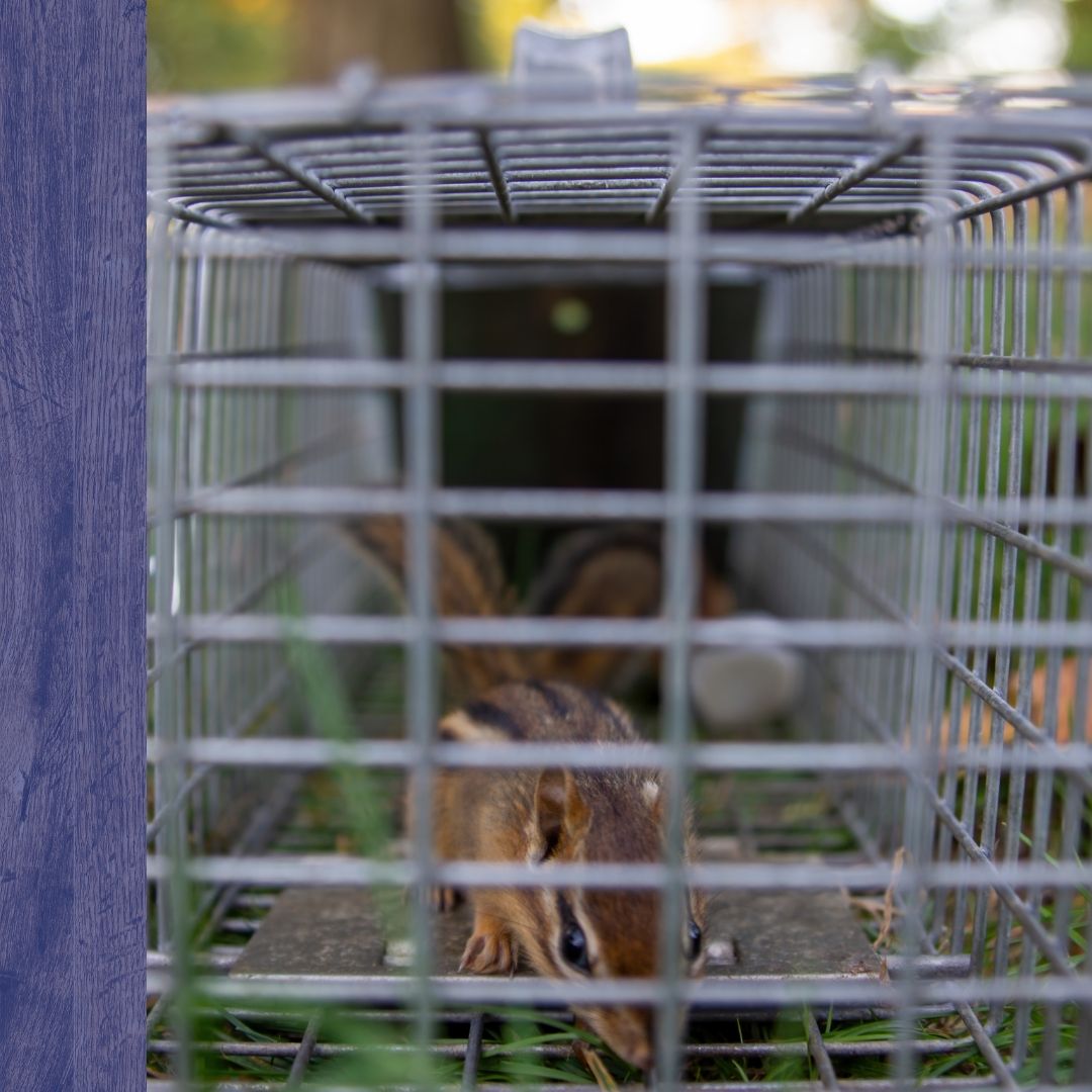 Pest Control Metheun - 4.jpg