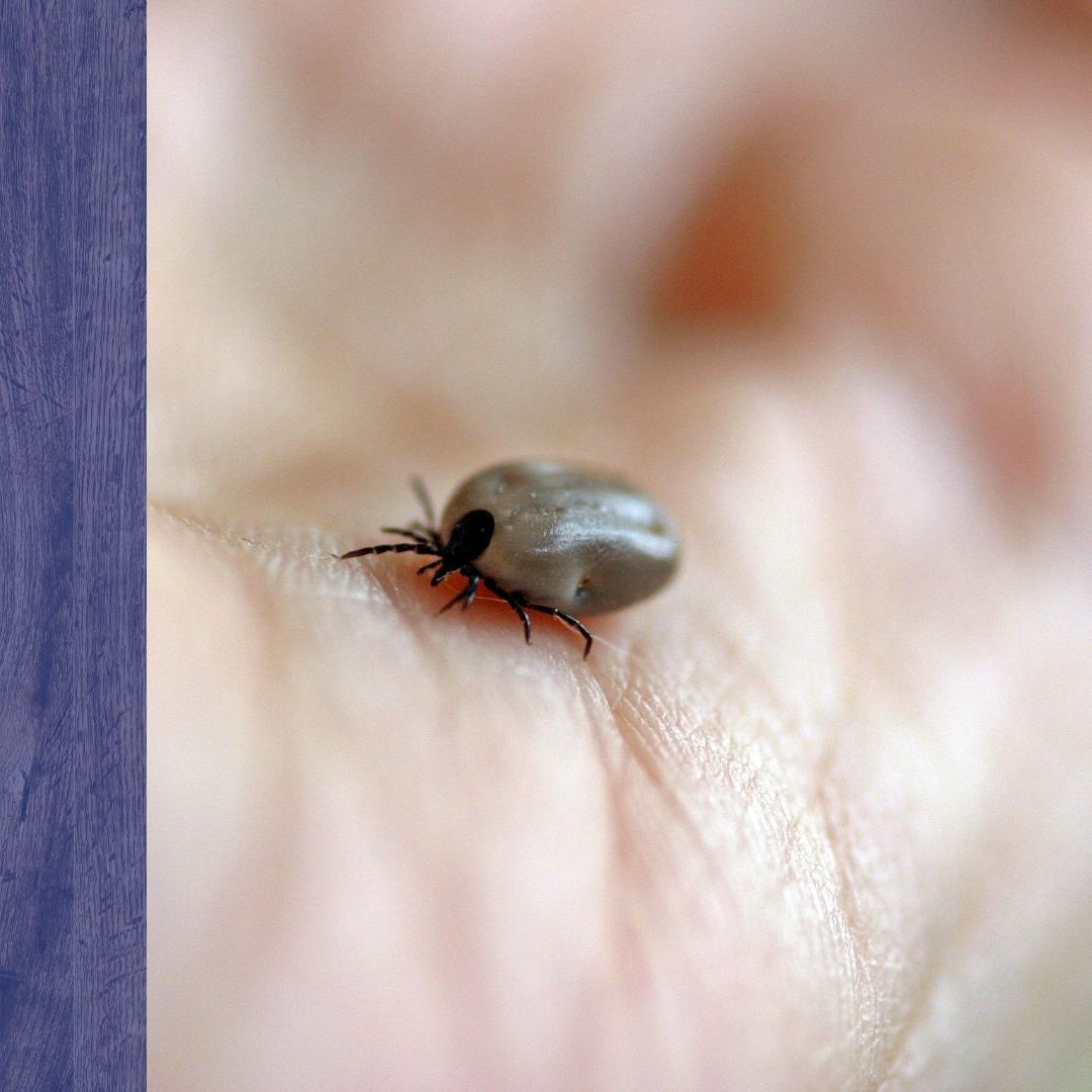 tick in hand