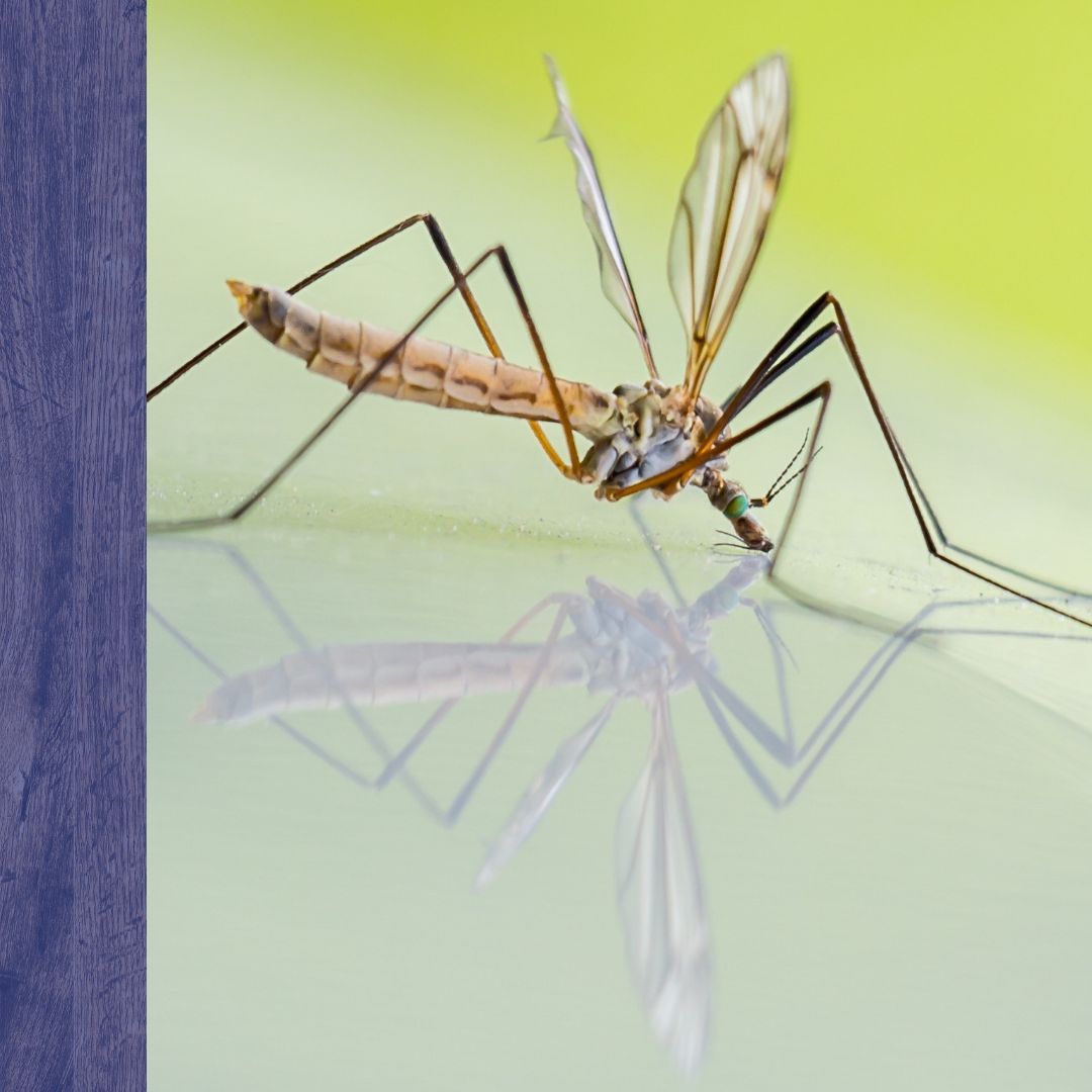 mosquito on water