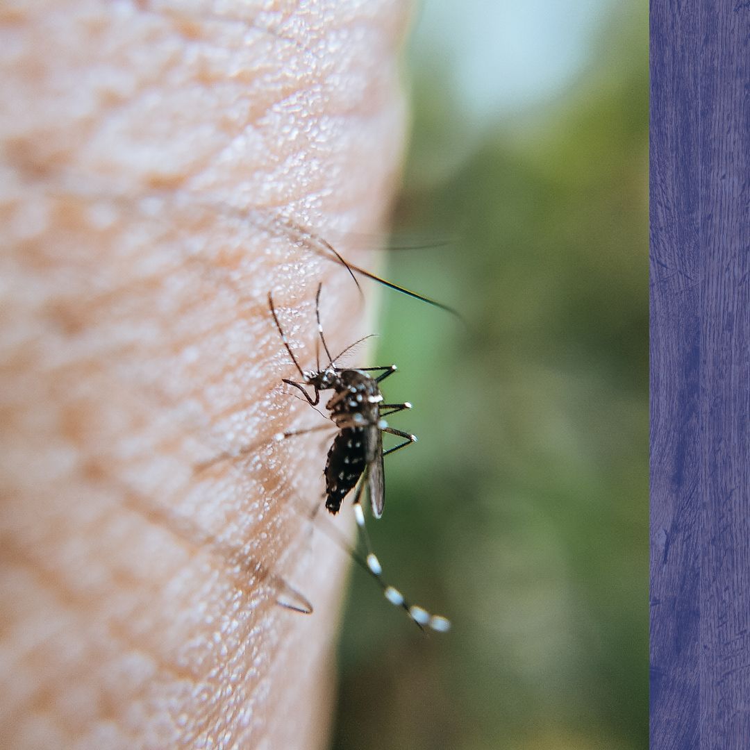 mosquito on skin