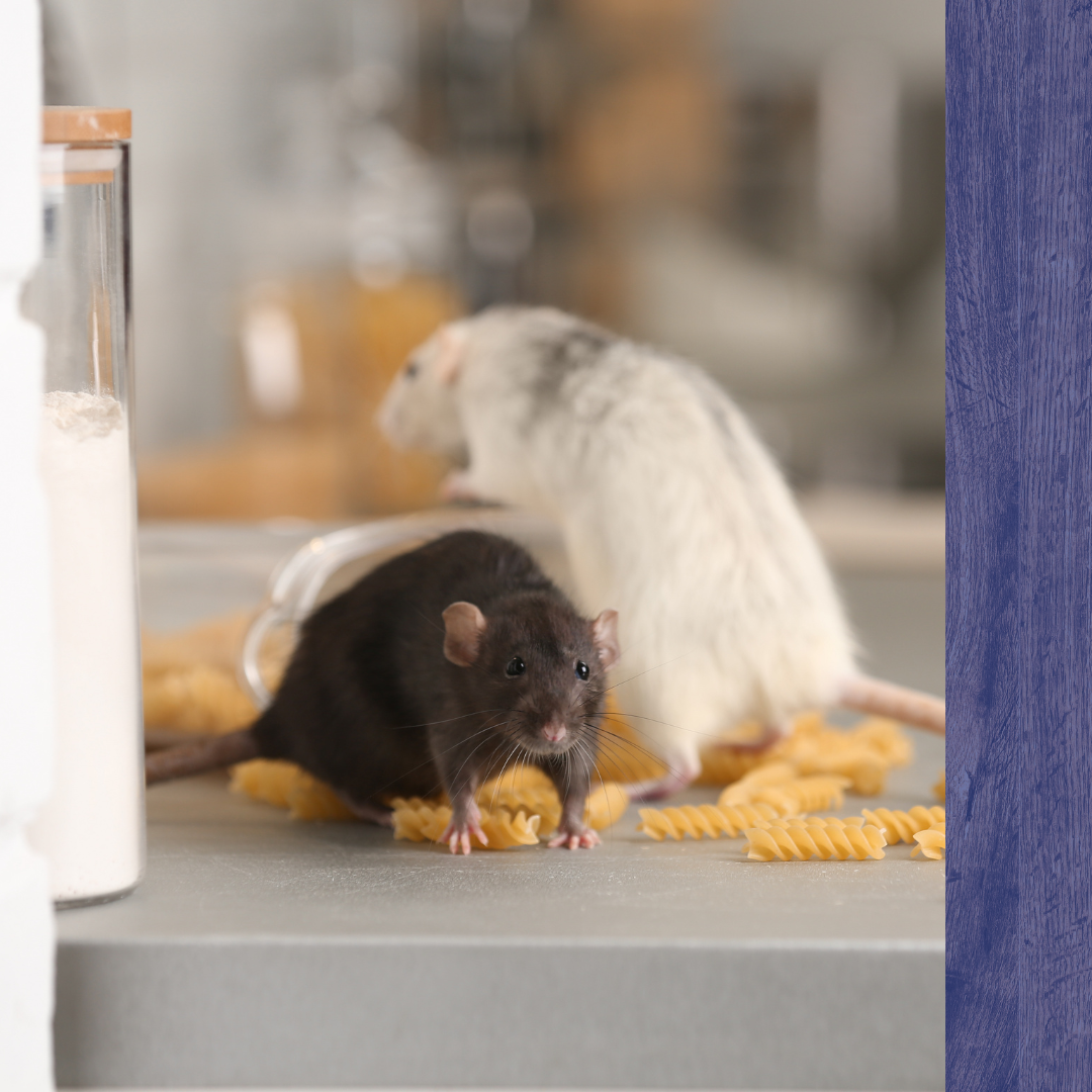 Pest Control Tynsgborough, MA3.png