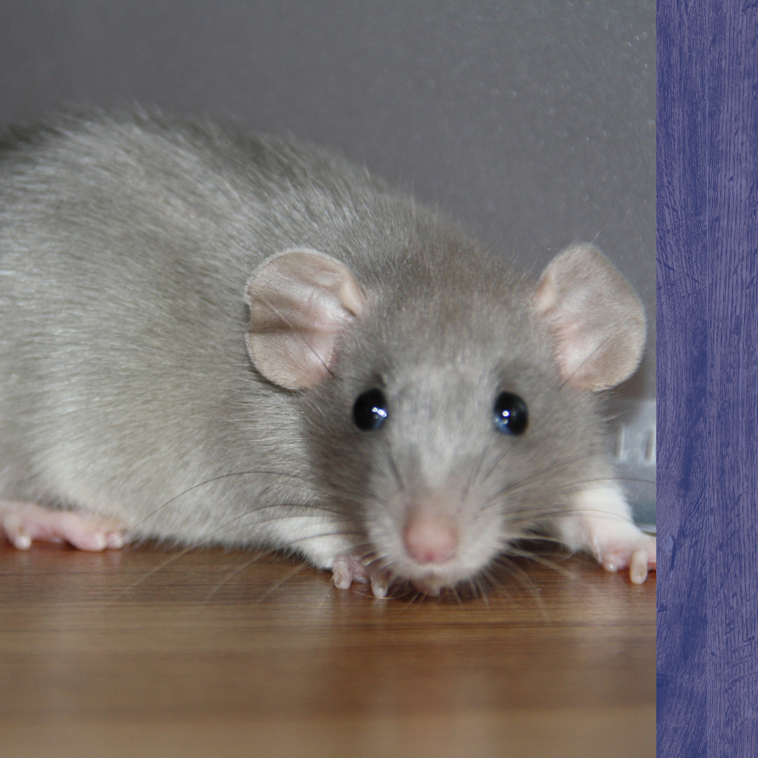 Pest Control Billerica, MA3.png