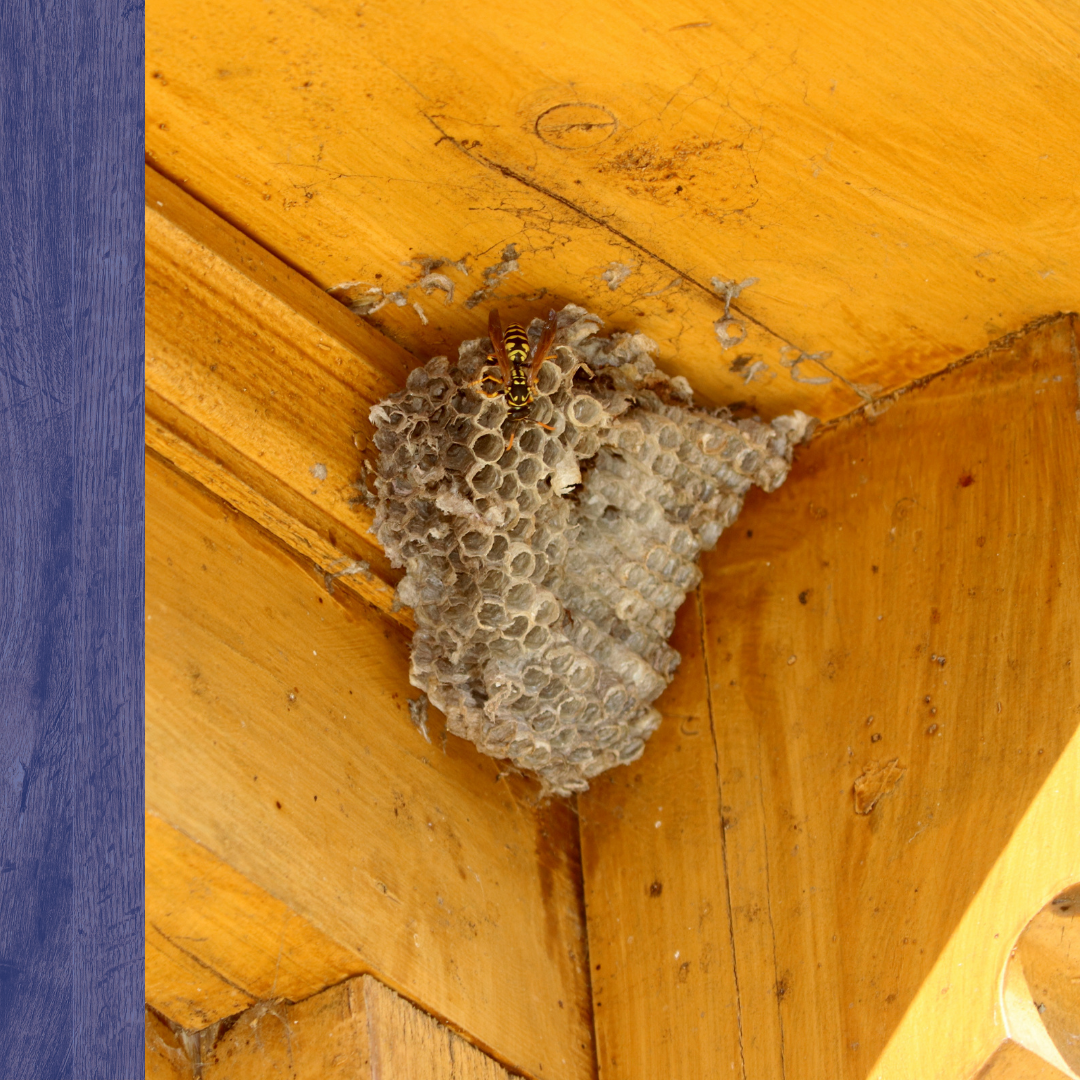 Wasp Control 2.png