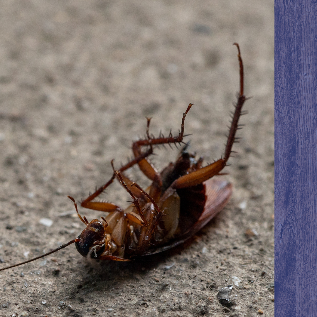 Pest Control Billerica, MA1.png