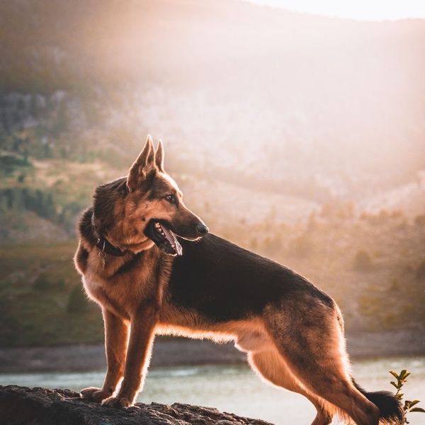 German Shepherd Dog 