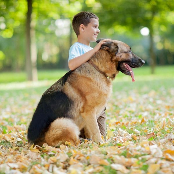 Little boy with German Shepherd Dog
