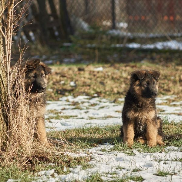 German shepherd puppies in yard