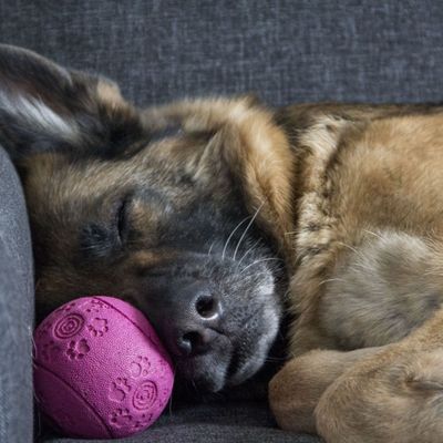 A German Shepherd sleeping on a couch.